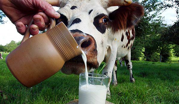 List of Dairy Products to Eat