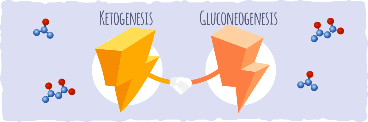 Ketogenesis and gluconeogenesis can work together.