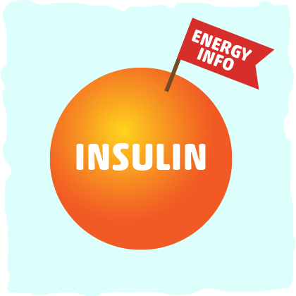 Dispelling Some Common Myths about Insulin