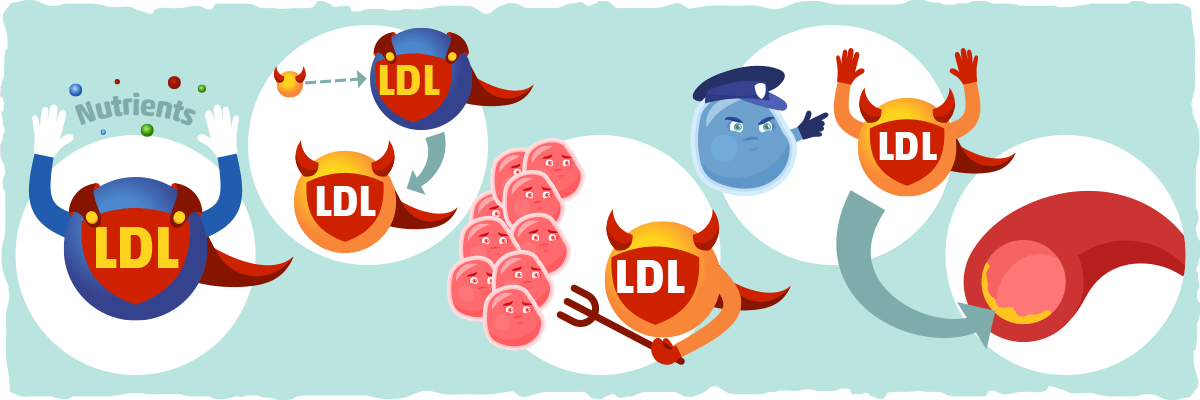 LDL – The Misunderstood Lipoprotein and Plaque Formation