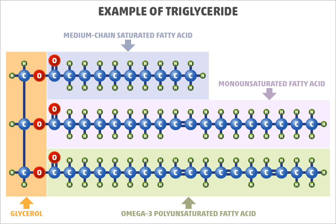 fatty acids found in a triglyceride